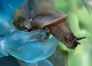 INO holding a snail